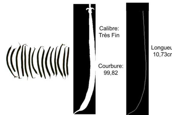 Figure 4 : Evaluation du calibre, de la courbure et  de la longueur d’une gousse de haricot (source  Vilmorin)