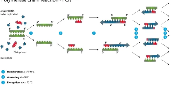 Figure 5. Schéma explicatif du processus de PCR (Source : Wikipedia) 