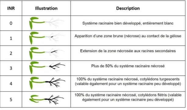 Tableau 5. Échelle de notation permettant d‘évaluer le pouvoir pathogène des Pythium sur racines de mâche, et d’en  déduire un indice de nécrose racinaire = INR (Source : J