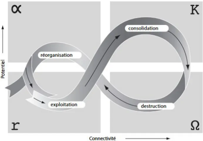 Figure 4 Cycle adaptatif des systèmes dynamiques © (Gunderson et al, 2002) 