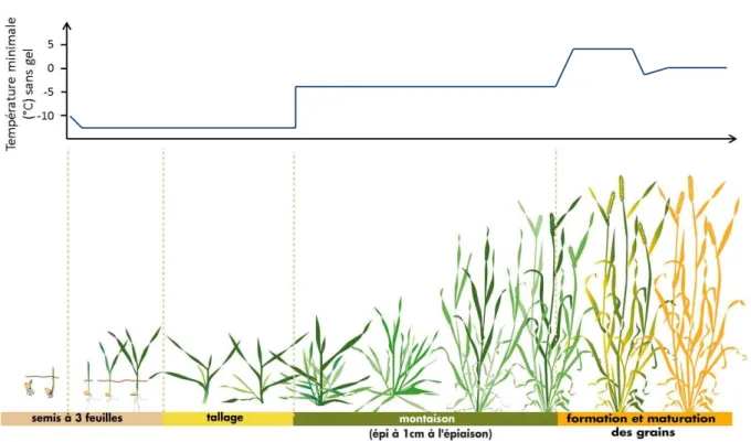 Figure 1  Les principaux stades de développement du blé tendre et une courbe de sensibilité au gel suivant les stades (source : ARVALIS Institut du végétal)