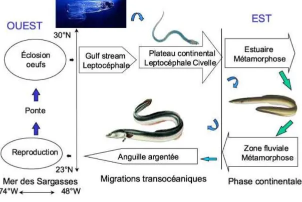 Figure 1: Cycle vital de l'anguille européenne (Anguilla anguilla) (Ifremer, 2007; Schmidt, 1923; McCleave and  Kleckner, 1985) 