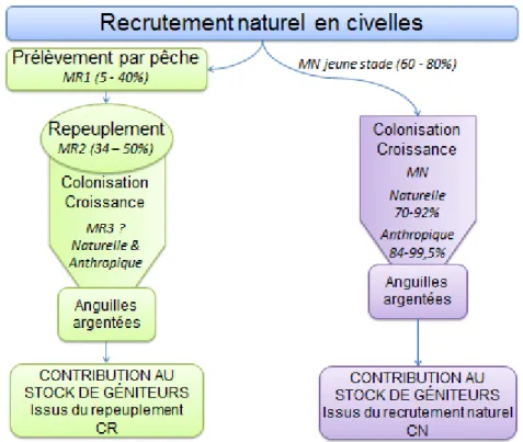 Figure 4 : Schéma conceptuel des différentes étapes pour évaluer l’intérêt de l’alevinage où MR = Mortalité  due aux blessures par les engins de pêche + mortalité liée à la stabulation + Mortalité liée au marquage +  Mortalité liée à l’opération d’alevinag