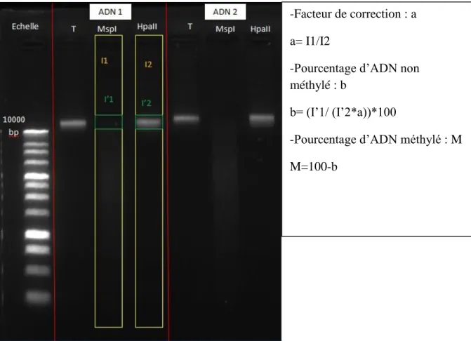 Figure 5 : Explication du calcul de pourcentage de méthylation par la méthode des enzymes  de restriction