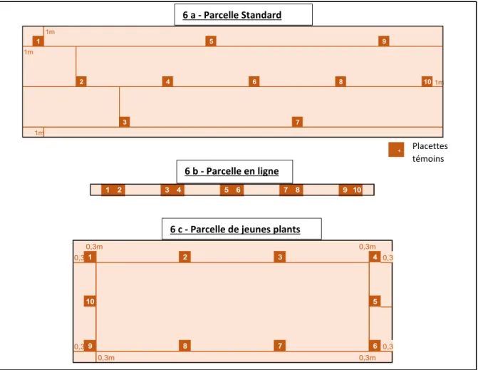 Figure 6 : Répartition des placettes fixes dans les parcelles d'observation (a - parcelle standard; b - plantation en ligne; c  - jeunes plants en godets) (D'après Astredhor, 2012)