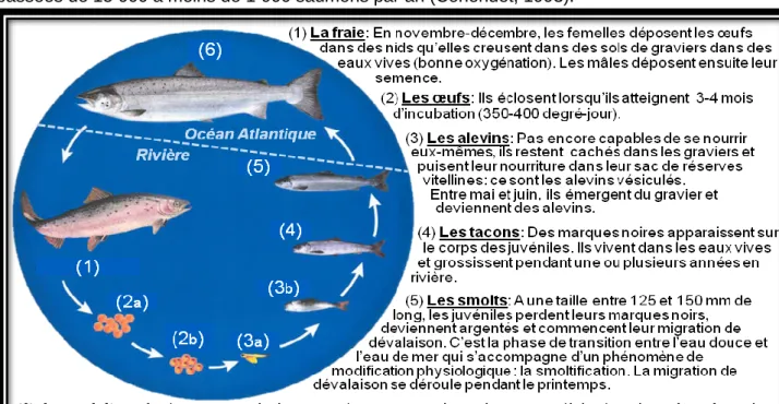 Figure 1: Cycle de vie du saumon atlantique (Salmo salar) 