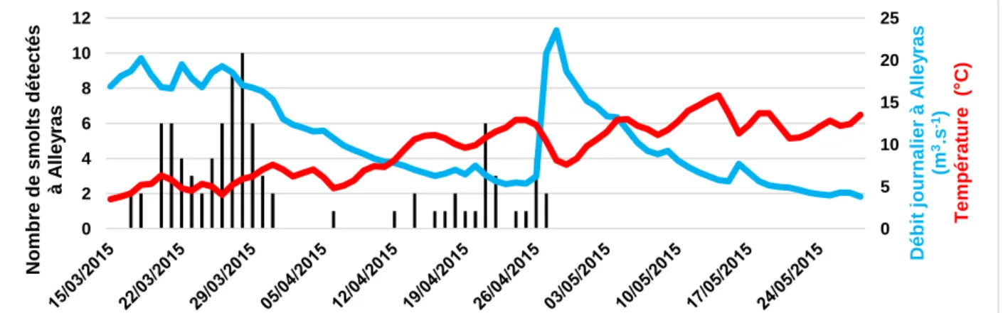 Figure 13: Nombre de smolts détectés à Alleyras et évolution de la température et du débit à Alleyras 0 5 10 15 20 25 0 2 4 6 8 10 12 