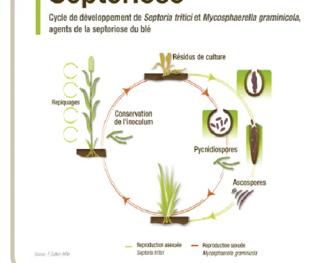 Figure  2:  Cycle de  développement  de Septoria  tritici et  Mycosphaerella  graminicola  (Bayer  Agri) 