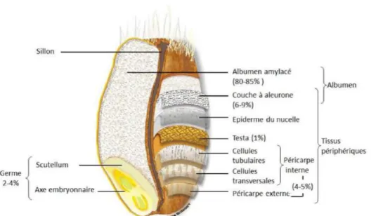 Figure 2 : Anatomie schématique du grain de blé et de ses différents tissus (Surget et Barron,  2005 adapté par Barron et al., 2012) 