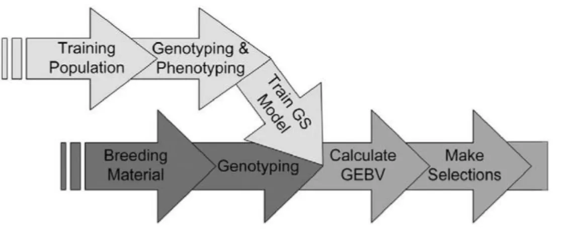 Figure 7 :  Les  différentes  étapes  constitutives de la sélection  génomique  et  sa place dans  le  processus de sélection (Heffner et al., 2009)