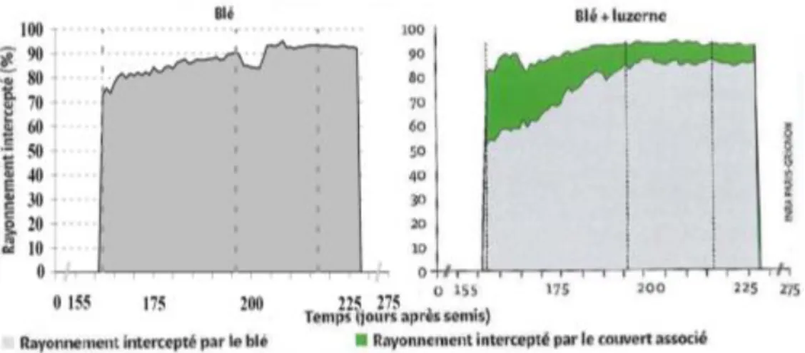 Figure 1 : Interception du rayonnement solaire par l’association blé-couvert (Carof et al., 2007b) 
