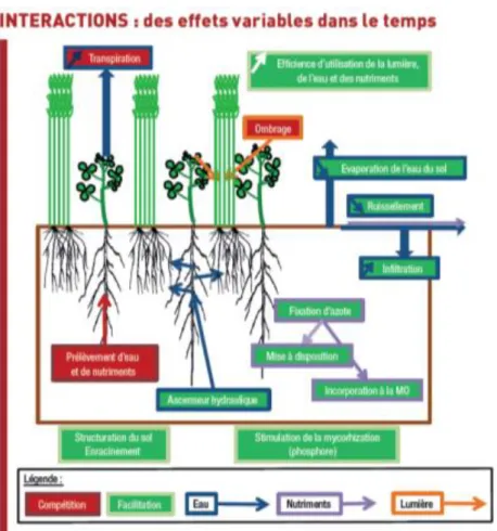 Figure 2 : Bilan des interactions couvert-culture pour les ressources  