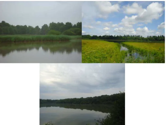 Figure  5  gauche  haut)  Exemple  d’un  étang  en  végétation  haute,  droite  haut)  Exemple  d’un  étang  en  végétation  basse,  et  bas)  Exemple  d’un  étang  en  saule  (crédits  photos :  Boullard C