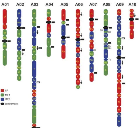 Figure 9. Position des centromères entre les blocs de Schranz le long des chromosomes de B