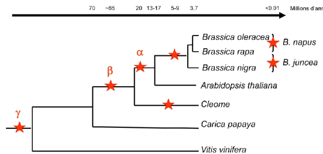 Figure 11. Evènements de duplication des génomes par  Jenczewski  et al. (2013). Les étoiles rouges  représentes les évènements de duplication