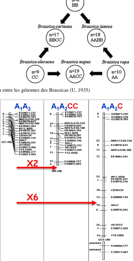 Figure 12. Relation entre les génomes des Brassicas (U, 1935) 