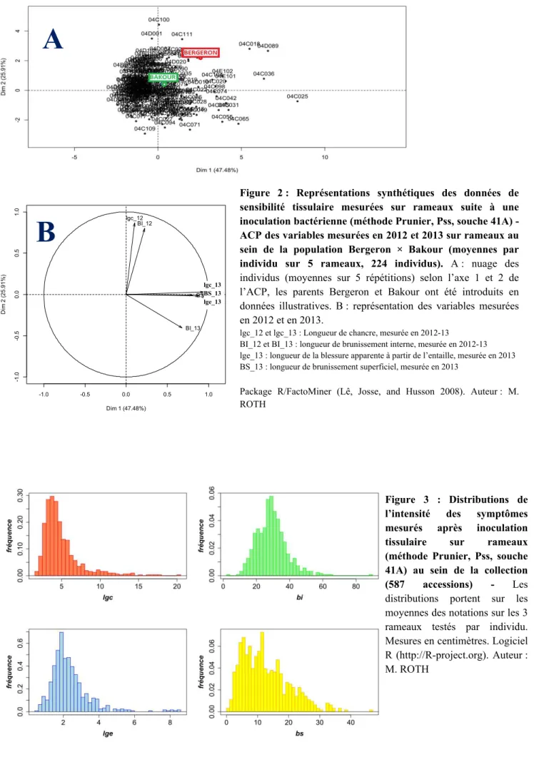 Figure  2 :  Représentations  synthétiques  des  données  de  sensibilité  tissulaire  mesurées  sur  rameaux  suite  à  une  inoculation bactérienne (méthode Prunier, Pss, souche 41A)  -ACP des variables mesurées en 2012 et 2013 sur rameaux au  sein  de  