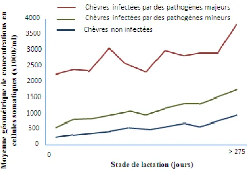 Figure 1  Effet du stade de lactation sur les numérations cellulaires individuelles en  fonction du statut infectieux de la glande mammaire (Redessiné d’après Bergonier et al,  2003) 