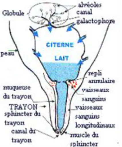 Figure 2 Schéma d’une demi-mamelle chez la chèvre (Broqua et al, 1998) 