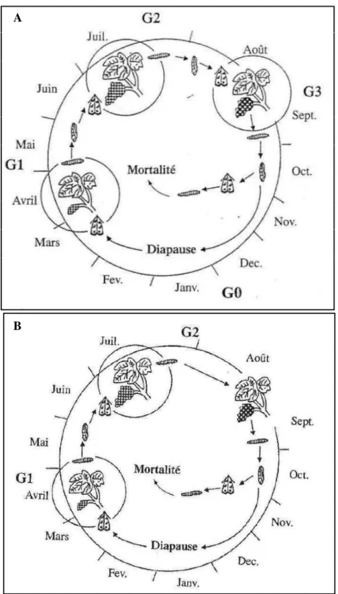 Figure 6 : Cycle biologique des tordeuses de la grappe (Source : Stockel, 2000)  (A : Lobesia botrana B : Eupoecilia ambiguella) 