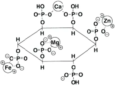Figure 3 : Structure d’une molécule de phytate, sel mixte d’acide phytique (Source : Narcy et  al., 2009) 