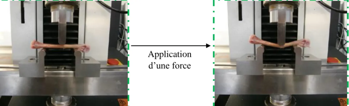 Figure 12 : Mesure de la force maximale et de la rigidité d’un tibia (Source : Zootests) Application 