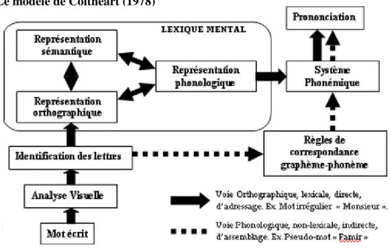 Figure 1 : Le modèle de lecture de Coltheart (1978)                                         http://theses.univ-lyon2.fr/documents/getpart.php?id=lyon2.2008.jacquier_c&amp;part=148604