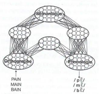 Figure 3 : Le modèle connexionniste du traitement lexical                                    SEIDENBERG et MCCLELLAND (1989)