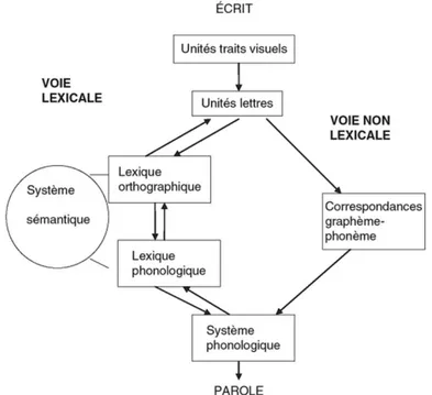 Figure 1 : Le modèle à double voie d’après Coltheart et al (2001) in Casalis S. et al, 2013