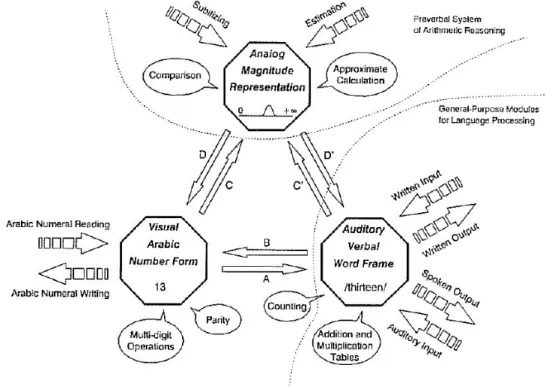 Figure 3 – Représentation schématique du modèle de “triple code”.