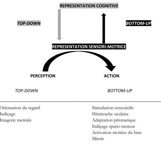 Figure  2 :  Stratégies  top-down  et  bottom-up  dans  la  rééducation  de  la  négligence  spatiale  unilatérale (Rode et al., 2017) 