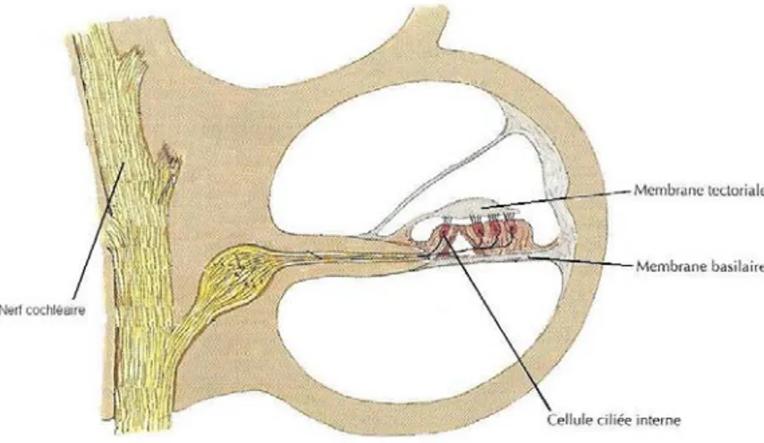 Figure 1. Coupe transversale d'une partie de la cochlée d'après l'atlas commenté : L'anatomie en orthophonie, par McFarland  (2009) p
