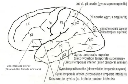Figure 3. Face latérale externe gauche du cerveau, d’après Gil (2000) dans l’ouvrage Neuropsychologie 