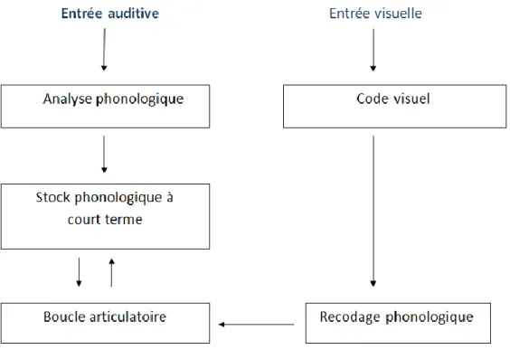 Figure 4. : Architecture de la boucle phonologique (in Aubin et coll., 2007). 