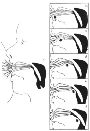 Figure n°3 : Mécanisme de succion au sein (Woolridge, 1986) 