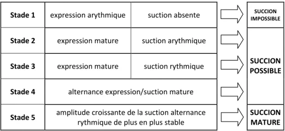 Tableau n°7 : évolution de la maturité de la succion selon Lau (2007) 