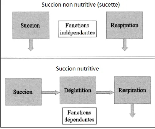 Figure n°2 : Interactions des fonctions de succion, déglutition et respiration lors de la  SN et la SNN selon Lau (2007) 