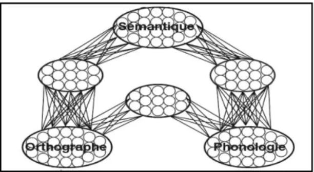 Figure  2 :  Le  réseau  connexionniste  du  traitement  lexical  d’après  Seidenberg  et  McClelland,  1989, et Plaut, 1999 in Sprenger-Charolles &amp; Cole, 2013
