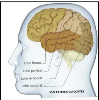 Figure 8 : Les lobes cérébraux (Le Grand Larousse du Cerveau, 2011). 
