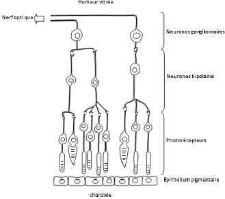 Figure 1: Réseau cellulaire de la rétine au nerf optique (source : http://svt.ac-dijon.fr) 