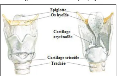 Figure n°1 Schéma du larynx [39] 