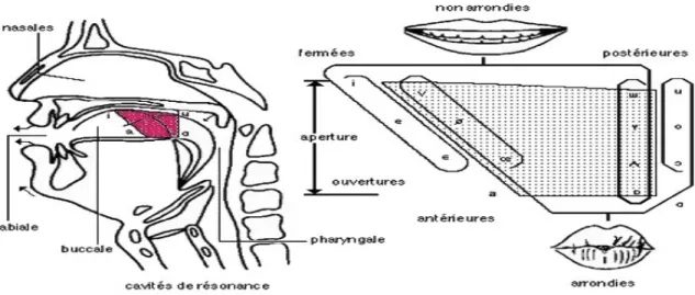 Figure 1 : Triangle vocalique et place articulatoire  