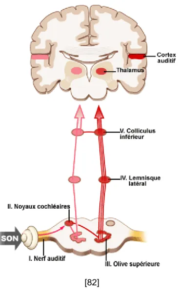 Figure 2 : Système auditif central 