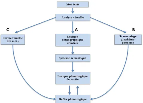 Figure 3 : Modèle de lecture à trois voies de Morton et Patterson (1980)  