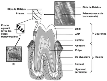 Figure 2 : Une dent et ses tissus de soutien, illustrant certaines des microstructures internes de  l'émail 