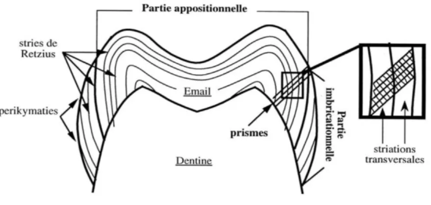 Figure 5 : Schéma d’une dent en coupe à travers les cuspides mésiales 