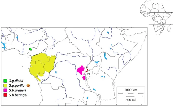 Figure 2 : Aire de répartition des sous-espèces de gorilles en Afrique. 