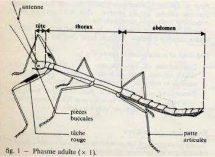 Figure 3 : Schéma annoté d'un phasme adulte (Tavernier R., 2002). 