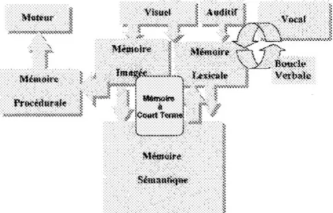 Figure 3 : Les modules de la mémoire selon Alain Lieury (1997, 2000). 9