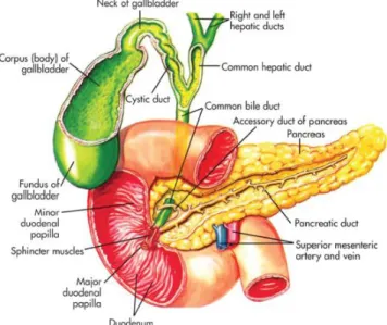 Figure 3 : Common bile duct and its tributaries  Adapted from: [9] 